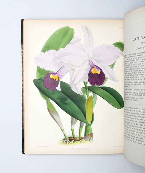 The Orchid Album, comprising coloured figures and descriptions of