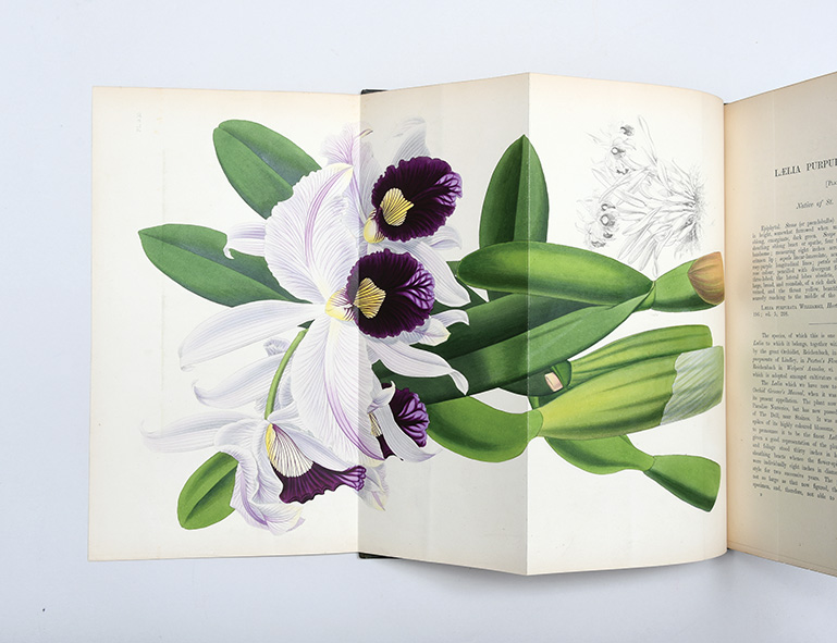 The Orchid Album, comprising coloured figures and descriptions of