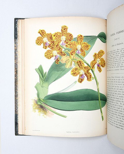 The Orchid Album, comprising coloured figures and descriptions of