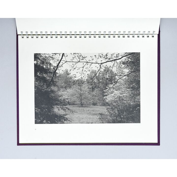Flowers and Trees.,FRIEDLANDER, Lee.,1981