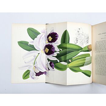The Orchid Album, comprising coloured figures and descriptions of