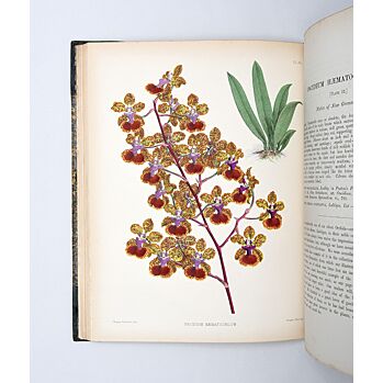 The Orchid Album, comprising coloured figures and descriptions of