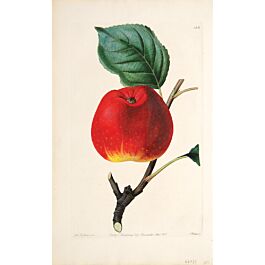 Red Strachan The Red Astrachan Apple.,LINDLEY, John.,1830